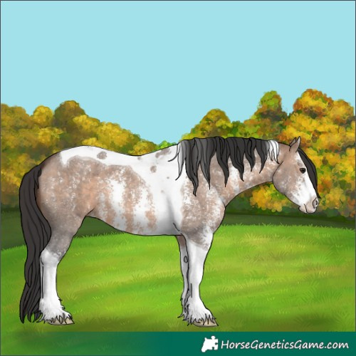 Horse Color:Brown Dun Sabino Tobiano