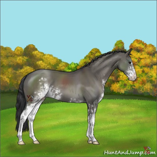 Horse Color:Grullo Sabino 