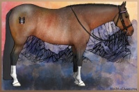Horse Color:Bay Rabicano 