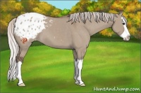 Horse Color:Silver Grullo Splash Appaloosa 