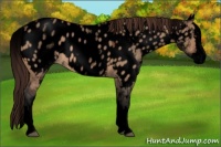 Horse Color:Void White Spotted Brown Dun Splash Appaloosa 