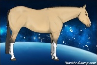 Horse Color:Buckskin Dun 