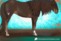 Horse Color:Liver Chestnut 