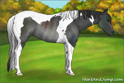 Horse Color:Black Tobiano Rabicano 