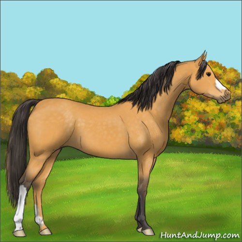 Horse Color:Buckskin 