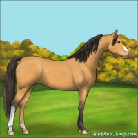 Horse Color:Buckskin 