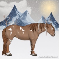 Horse Color:White Spotted Chestnut Sabino 