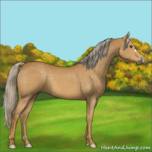 Horse Color:Palomino 