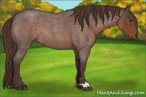 Horse Color:Liver Red Roan Rabicano 