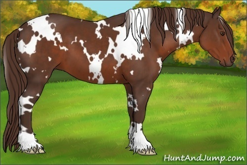Horse Color:White Spotted Liver Chestnut 