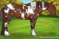 Horse Color:White Spotted Liver Chestnut 