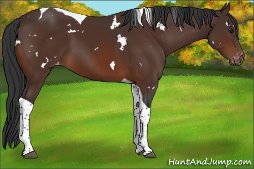 Horse Color:White Spotted Brown Tobiano Appaloosa 