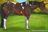 Horse Color:White Spotted Brown Tobiano Appaloosa 