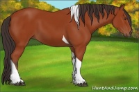 Horse Color:Brown Tobiano 