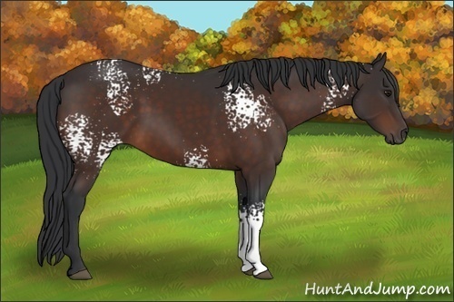 Horse Color:White Spotted Brown 