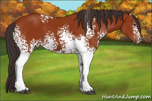 Horse Color:White Spotted Brown 
