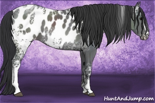 Horse Color:White Spotted Black Ice Appaloosa 