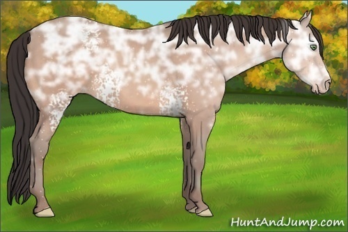Horse Color:White Spotted Sable Champagne Ice 