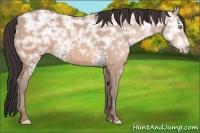 Horse Color:White Spotted Sable Champagne Ice 