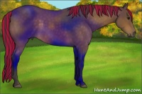 Horse Color:Painted Buckskin