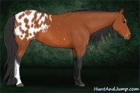 Horse Color:Bay Appaloosa 