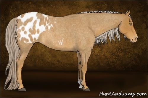 Horse Color:Palomino Roan Blanket 
