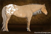 Horse Color:Palomino Roan Blanket