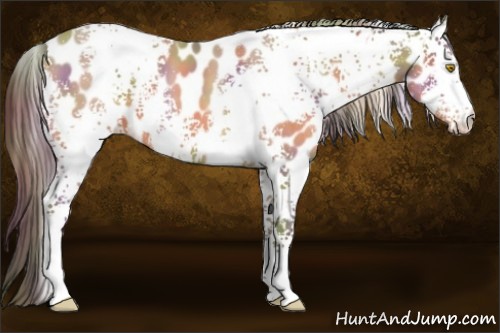 Horse Color:Nacre White Spotted Amber Champagne Appaloosa 