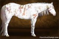 Horse Color:Nacre White Spotted Amber Champagne Appaloosa 