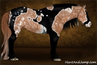 Horse Color:White Spotted Chestnut Ice Splash Tobiano Rabicano