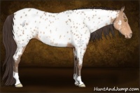 Horse Color:Amber Champagne Appaloosa 
