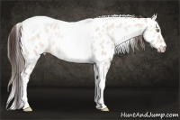 Horse Color:Sable Champagne Dun Tobiano Appaloosa