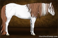 Horse Color:White Spotted Gold Champagne Dun Sabino Near Fewspot 