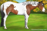 Horse Color:Brown Sabino Tobiano 