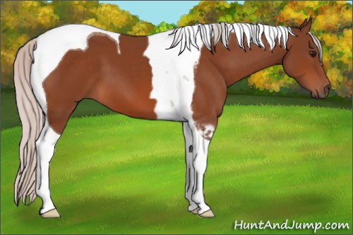 Horse Color:Silver Bay Tobiano