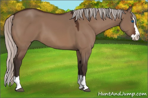 Horse Color:Silver Brown Dun Sabino Splash