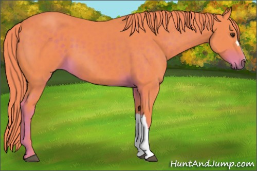 Horse Color:Watercolor Liver Chestnut