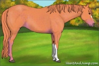 Horse Color:Watercolor Liver Chestnut 