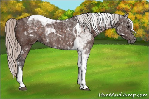 Horse Color:Silver Brown Tobiano