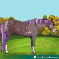Horse Color:Painted Silver Brown Sabino Tobiano