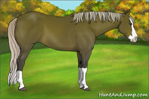 Horse Color:Silver Brown Splash 