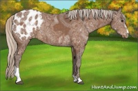 Horse Color:Silver Buckskin Ice Sabino Appaloosa Rabicano