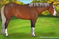 Horse Color:Silver Buckskin Splash 