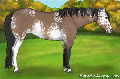 Horse Color:White Spotted Brown Dun Rabicano 