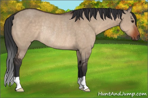 Horse Color:Brown Dun Rabicano 