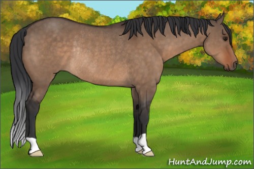 Horse Color:Brown Dun Rabicano 