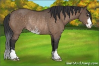 Horse Color:Brown Dun Sabino Rabicano 