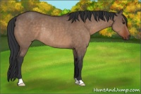 Horse Color:Brown Dun Rabicano 