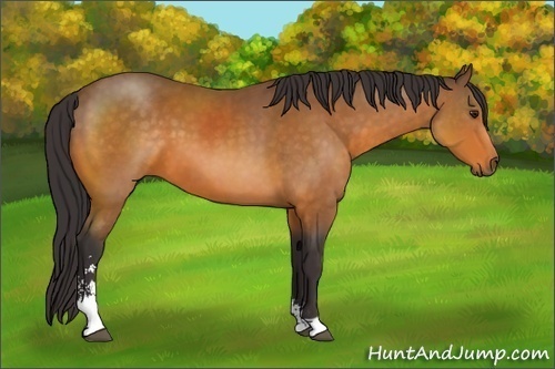 Horse Color:Buckskin Sabino 