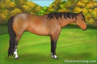 Horse Color:Buckskin Sabino